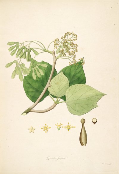 Illustration of Gyrocarpus Jacquini (Gyrocarpus Americanus), Hernandiaceae by Mackenzie